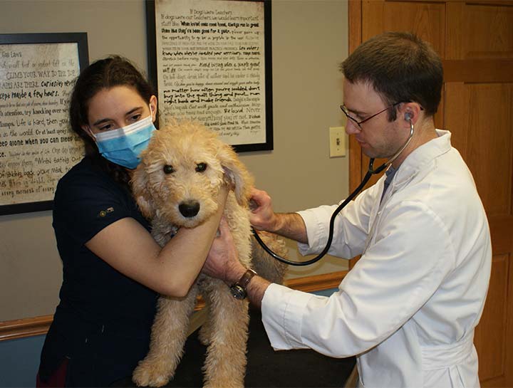 Preventive Care for Dogs